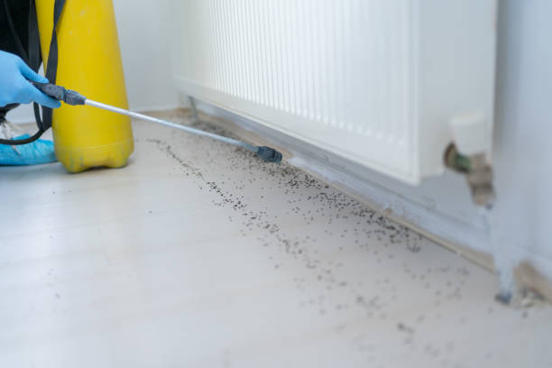 Best Local Pest Control Services  in Auburn, NE