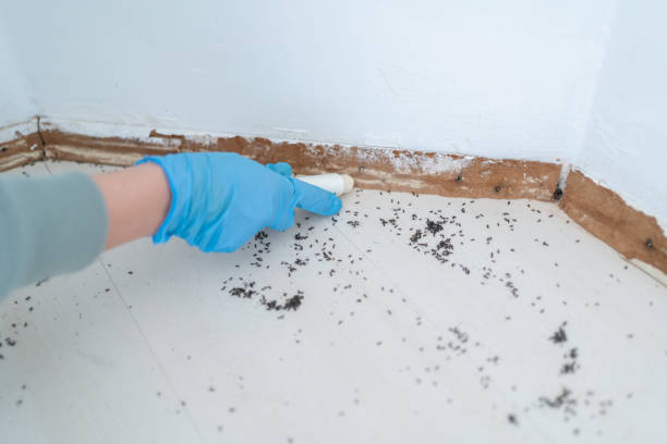 Best Mosquito Control Services  in Auburn, NE
